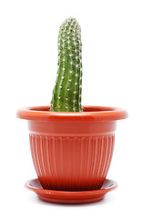 Image showing Cactus Pot