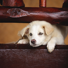 Image showing Labrador Retriever Puppy