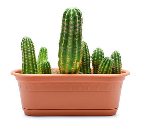 Image showing Cactus Pot