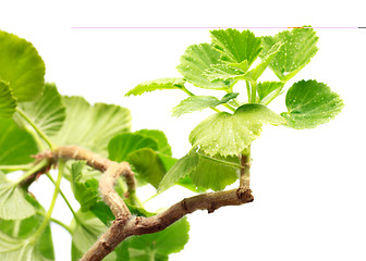 Image showing Geranium Leaves