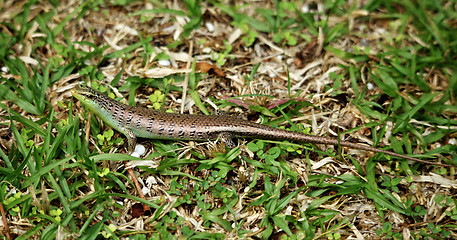 Image showing Small Skink