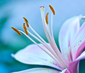 Image showing  Lily Stamen Macro