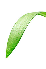 Image showing Green Leaf