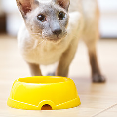 Image showing Hairless Cat Eating