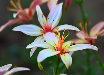 Image showing Pink Lilies