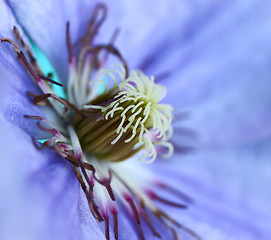 Image showing Violet Flower