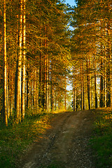 Image showing Sunshine in Forest