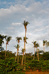 Image showing Tropic Jungle