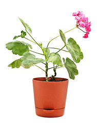 Image showing Geranium in Pot