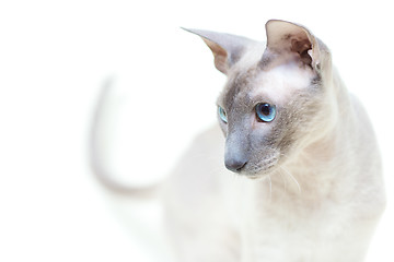 Image showing Hairless Cat