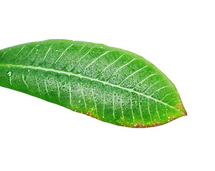 Image showing Green Leaves