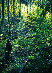 Image showing Spruce Forest