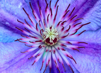 Image showing Violet Flower