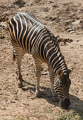 Image showing Zebra Eating