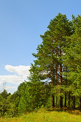 Image showing Pine Forest