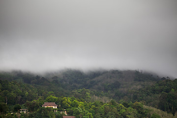Image showing Forest Under Rain