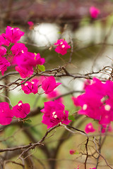 Image showing Bougainvillea Flower