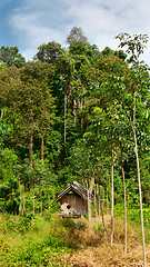 Image showing Thai Jungle