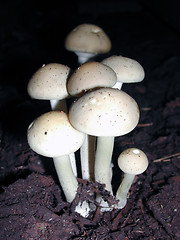 Image showing Mushroom