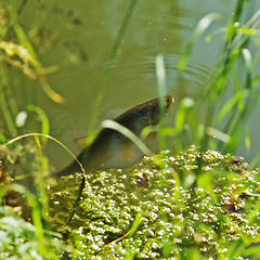 Image showing Singing carp fish coming out of the water