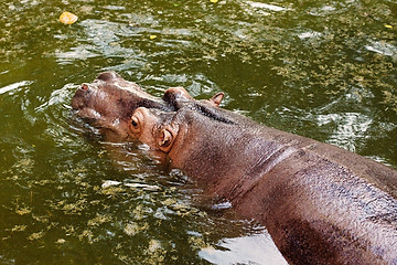 Image showing Huge Behemoth