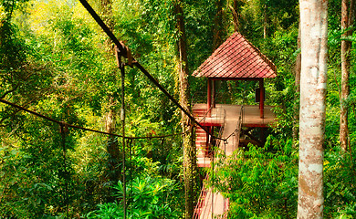 Image showing Canopy Way