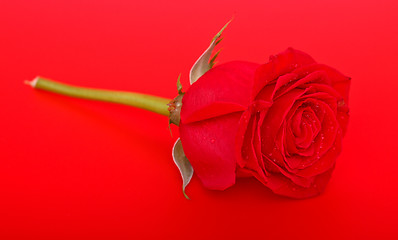 Image showing Red Rose