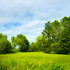 Image showing Sunny Meadow