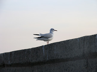 Image showing Gull