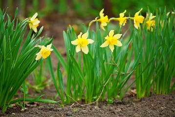 Image showing Bright Daffodils
