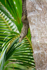 Image showing banded monitor lizard