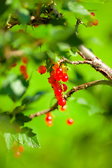 Image showing Redcurrant Bunch