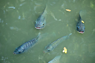 Image showing Funny Fishes