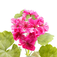 Image showing Geranium Flower