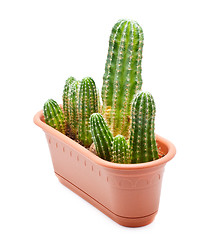 Image showing Cactus Pot