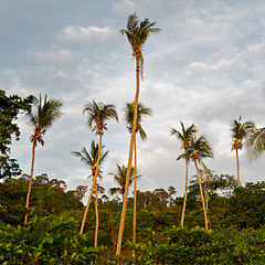 Image showing Tropic Jungle