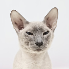 Image showing Hairless Cat