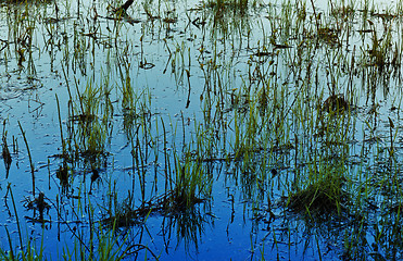 Image showing Grass in Water