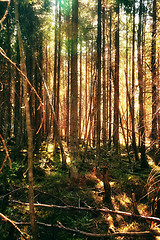 Image showing Pine Tree Forest