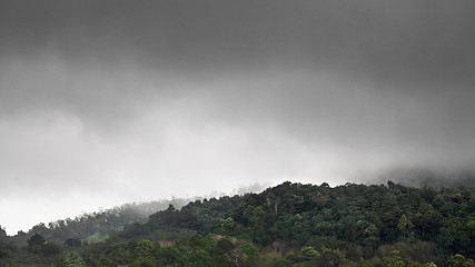 Image showing Forest Under Rain