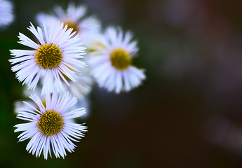 Image showing Erigeron Alpinus