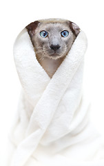 Image showing Hairless Cat in Towel