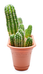 Image showing Cactus Pot