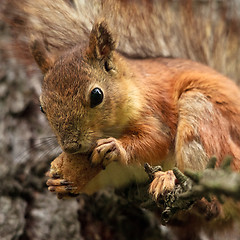 Image showing Squirrel with Bread Crust