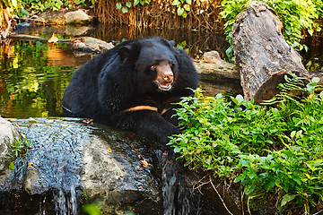 Image showing Malayan Sun Bear