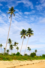 Image showing Tropic Jungle