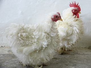 Image showing  White hens