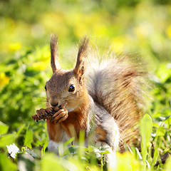 Image showing Squirrel with Pinecone