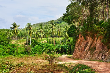 Image showing Road in Jungle