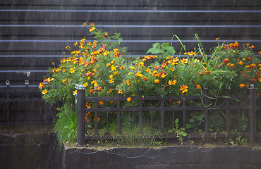 Image showing Flowers Under Rain